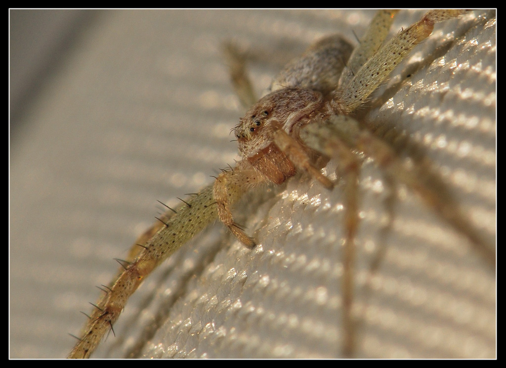 Philodromus sp.
