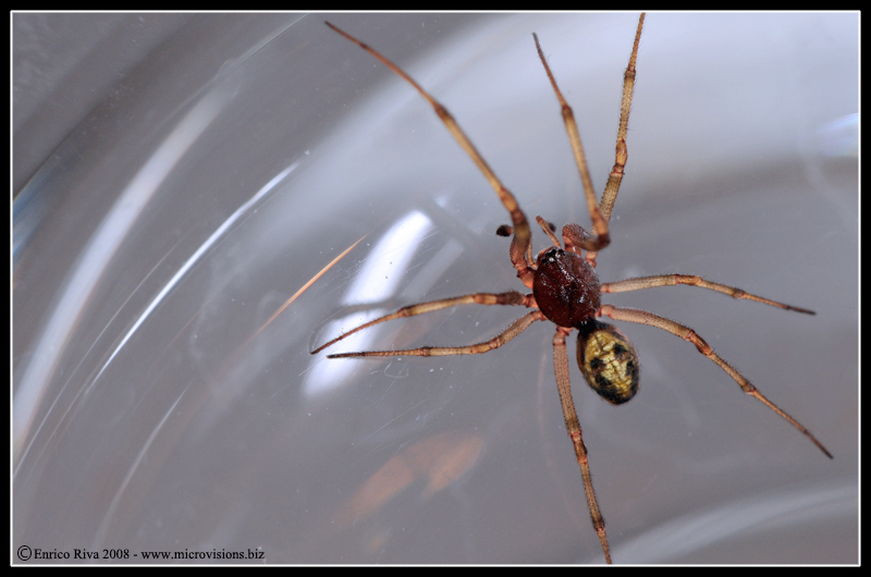 Steatoda triangulosa