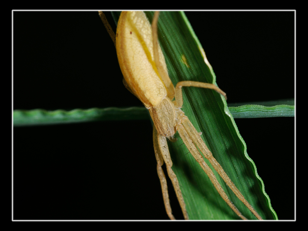 Tibellus sp.