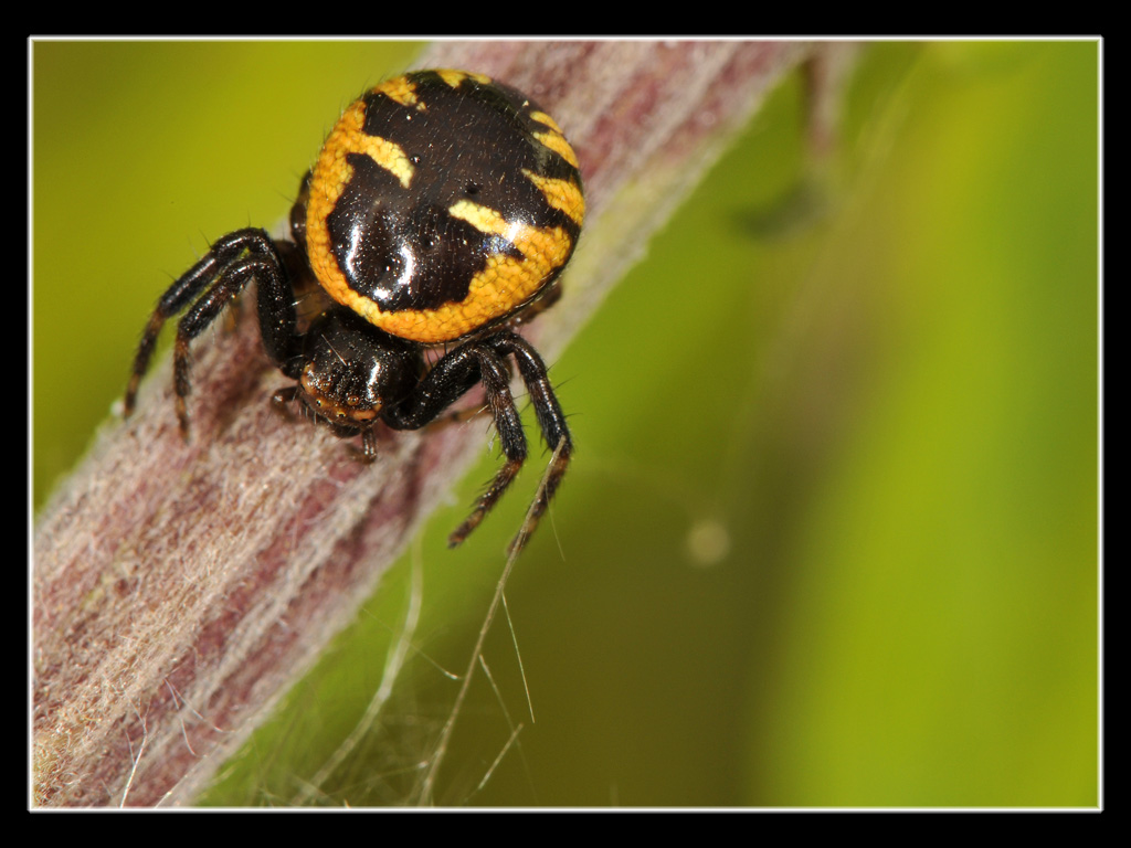 Synaema globosum