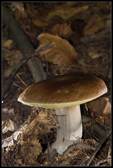 Due (..tre) boletus