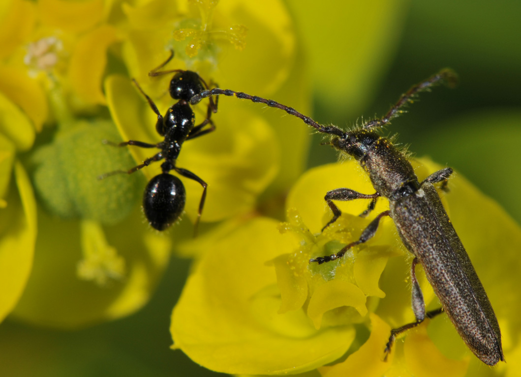 Cerambycidae: Deilus fugax