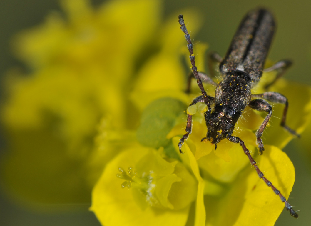 Cerambycidae: Deilus fugax