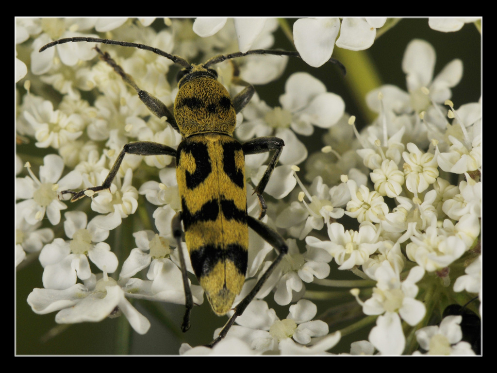 Chlorophorus varius di Alba