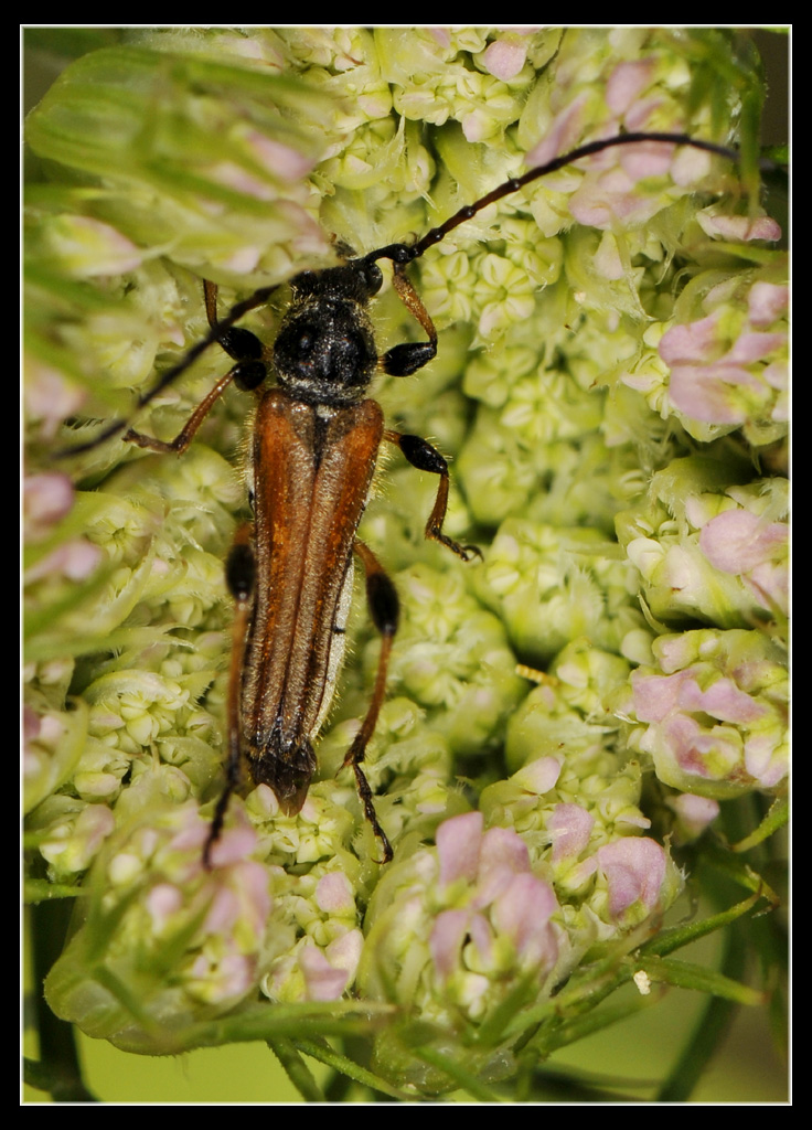 Altro cerambycidae: Stenopterus ater