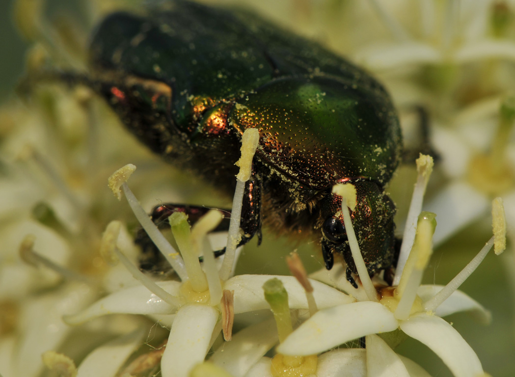 Cetonia aurata