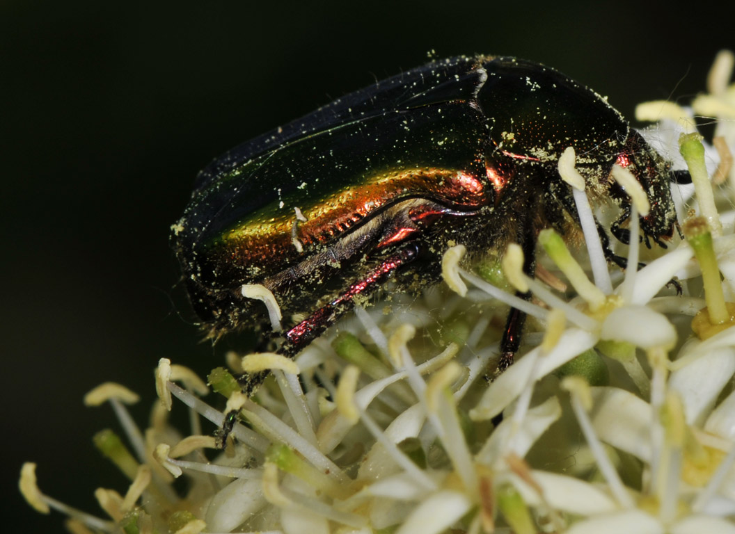Cetonia aurata
