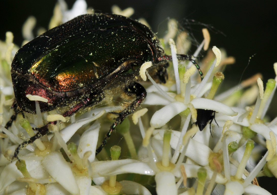 Cetonia aurata