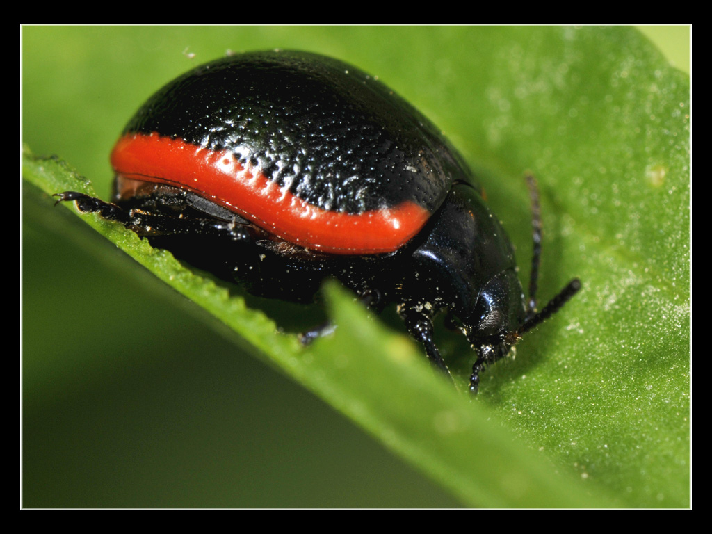 Chrysolina rossia