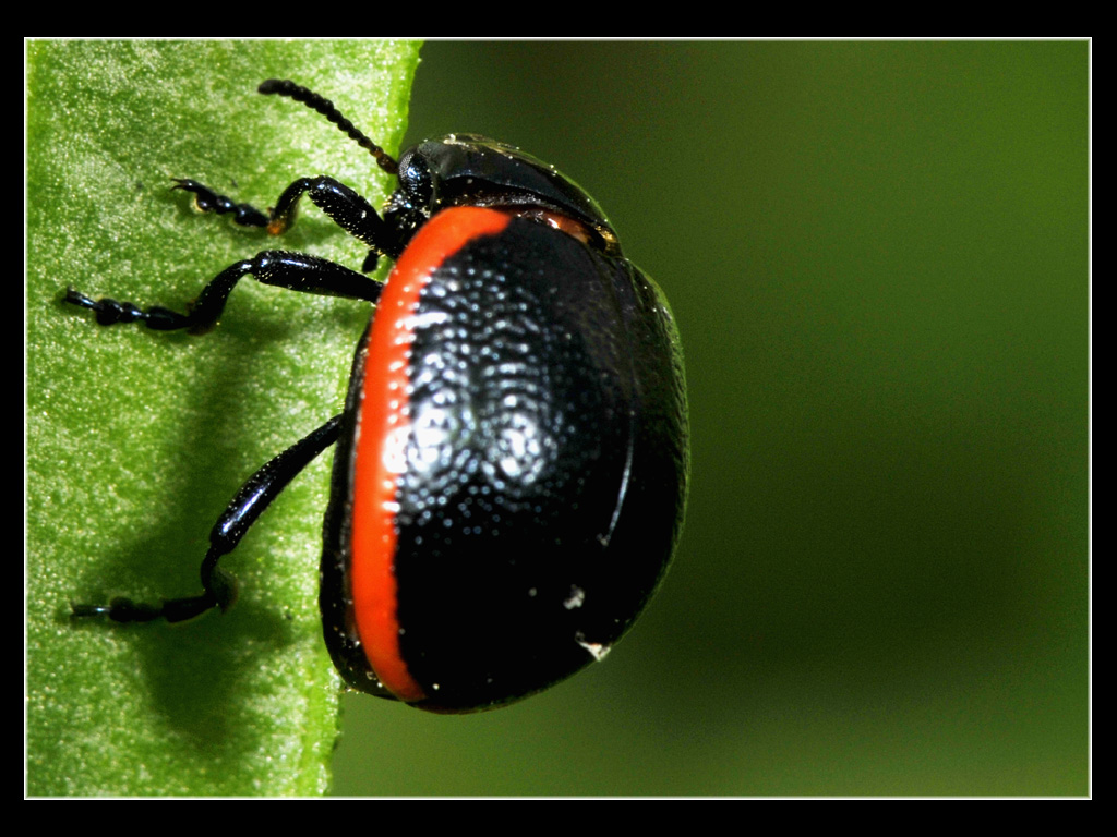 Chrysolina rossia