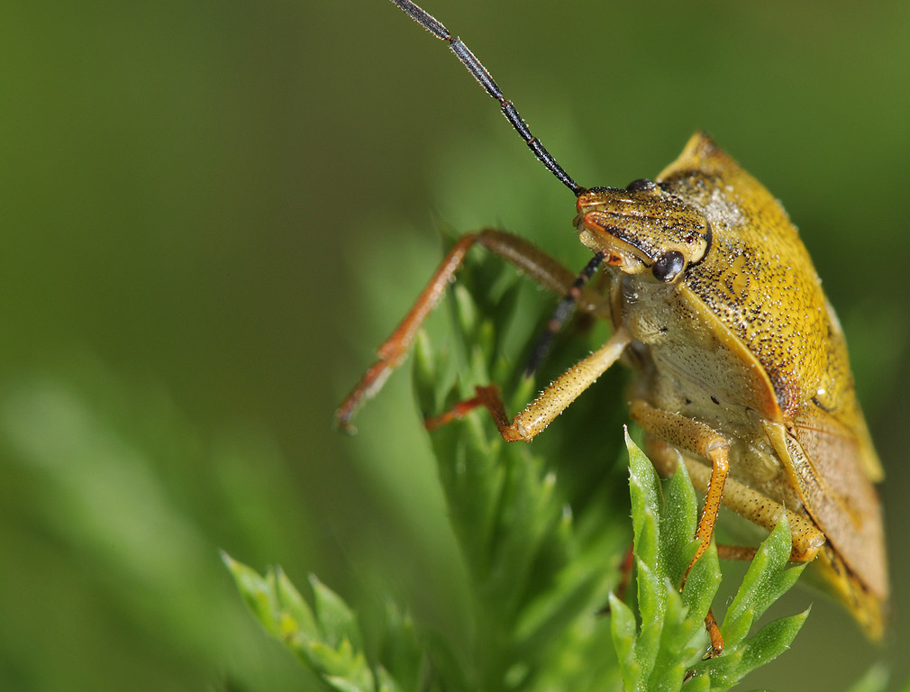 Carpocoris purpureipennis