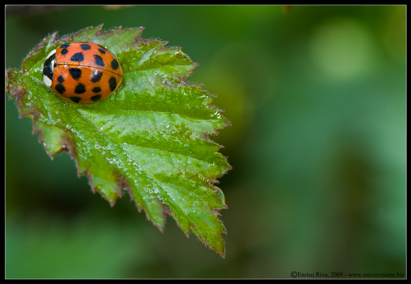 Coccinellidae:  Harmonia axyridis