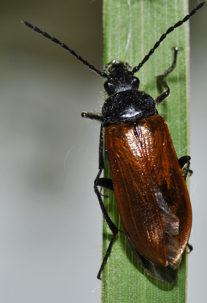 Omophlus sp.