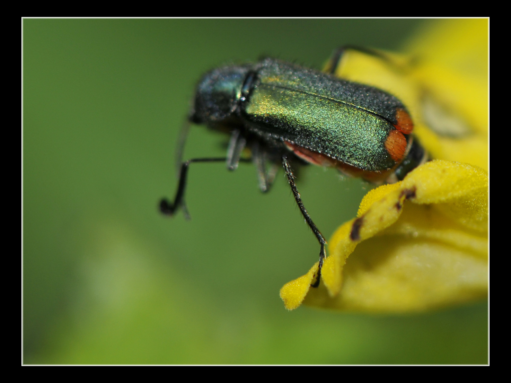 Strano coleottero da identificare - Clanoptilus elegans