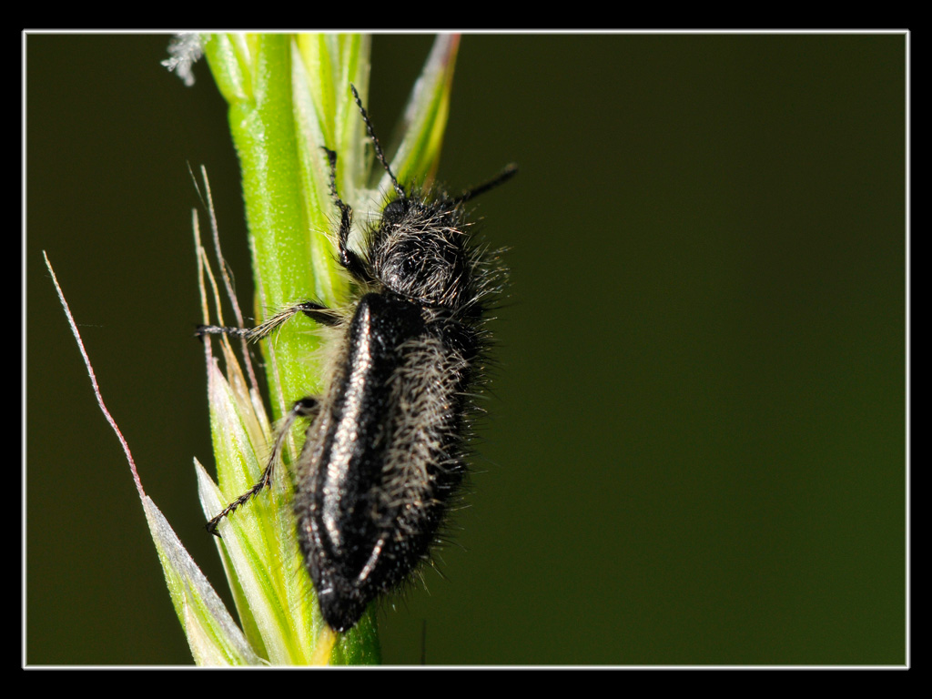Coleottero ipertricotico..Enicopus pilosus (Dasytidae)