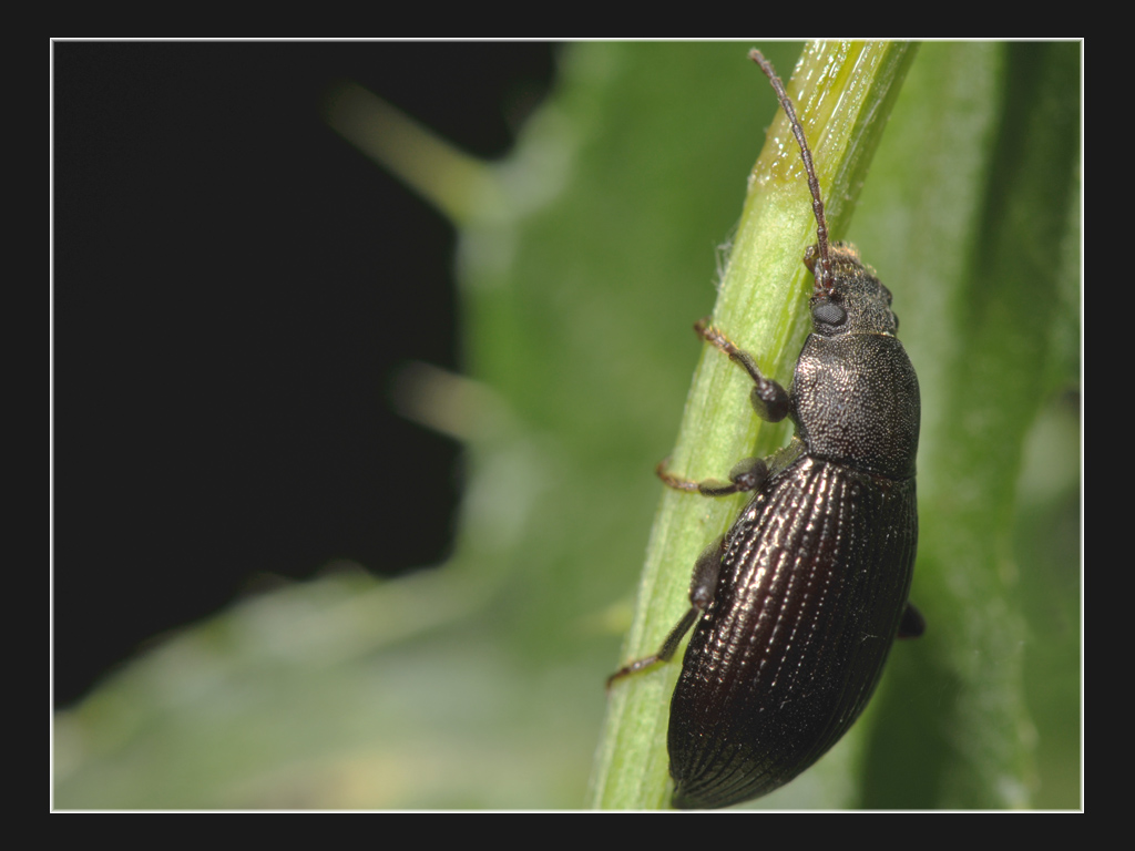 Carabidae?