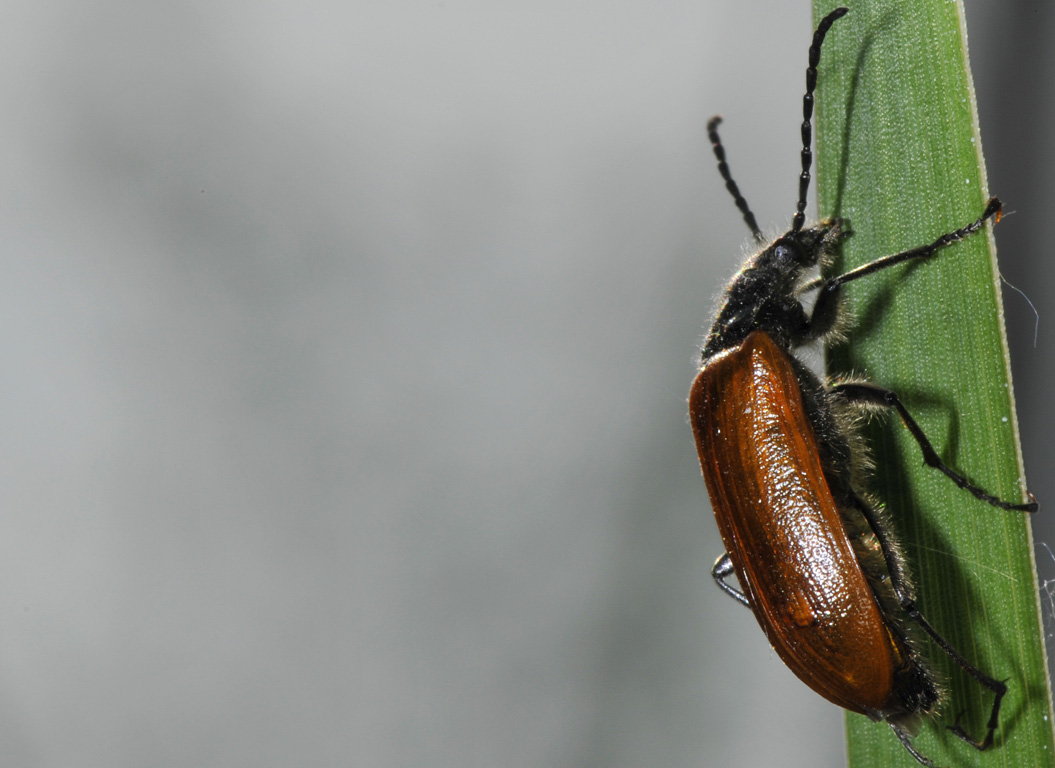 Omophlus sp.