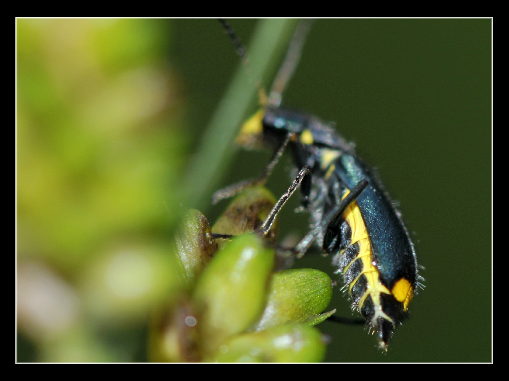 Strano coleottero da identificare - Clanoptilus elegans