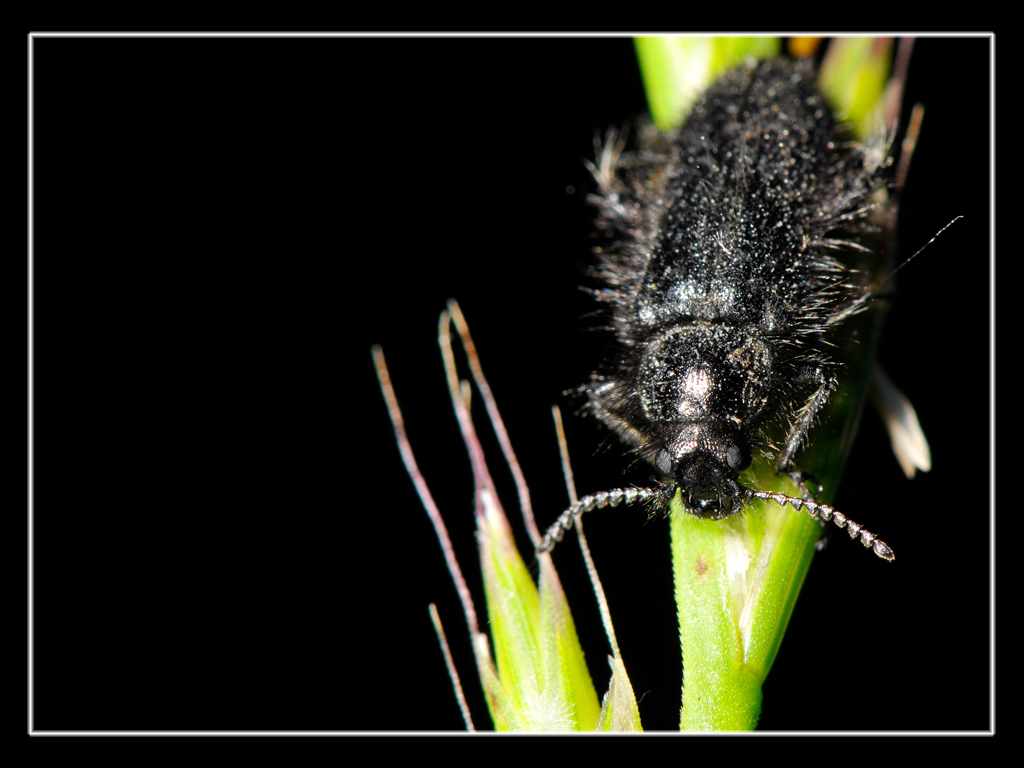 Coleottero ipertricotico..Enicopus pilosus (Dasytidae)