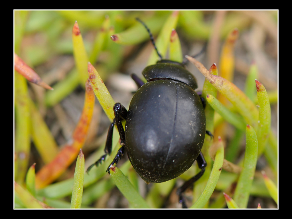 Timarcha pimelioides