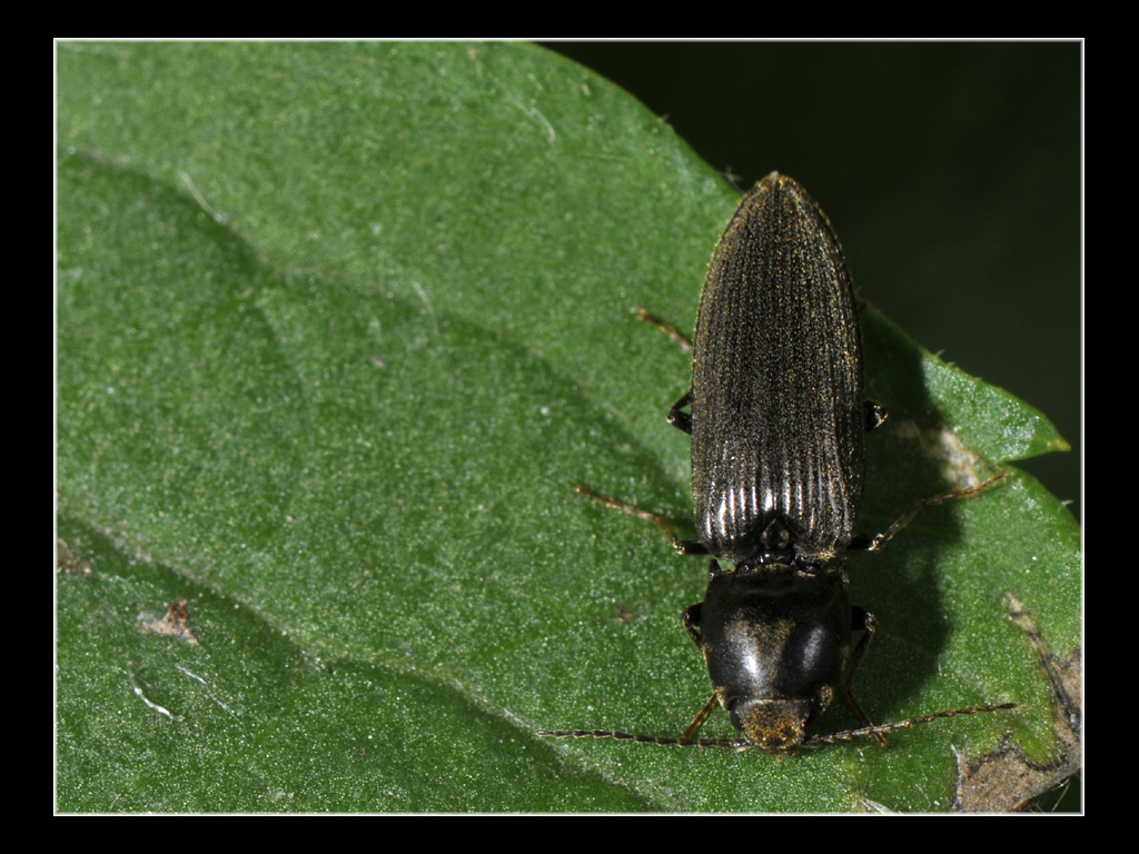 Melanotus niger ?