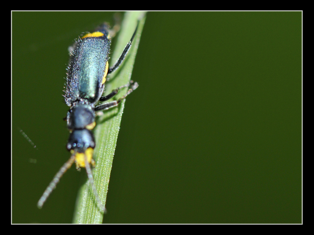 Strano coleottero da identificare - Clanoptilus elegans