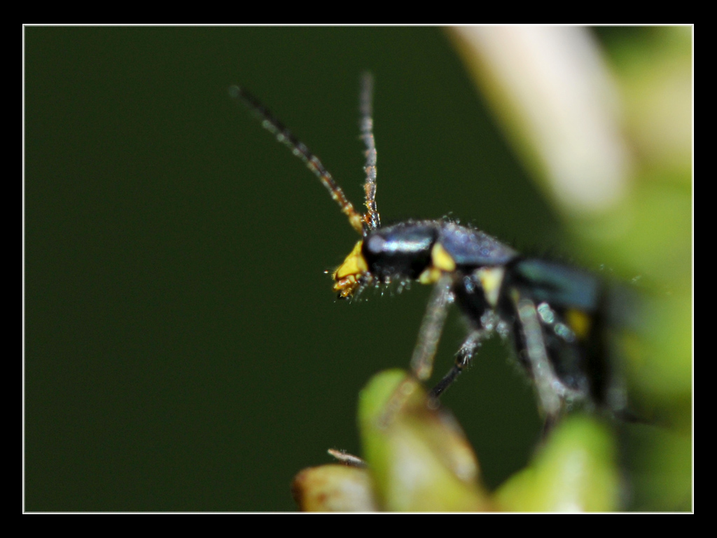 Strano coleottero da identificare - Clanoptilus elegans