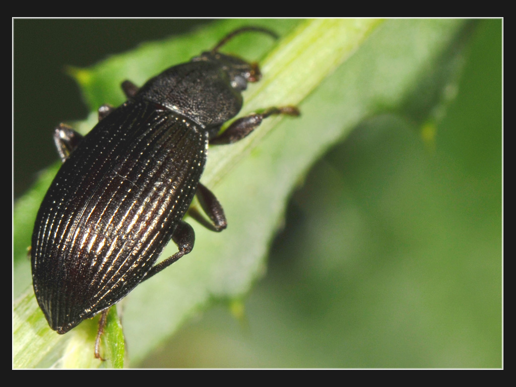 Carabidae?