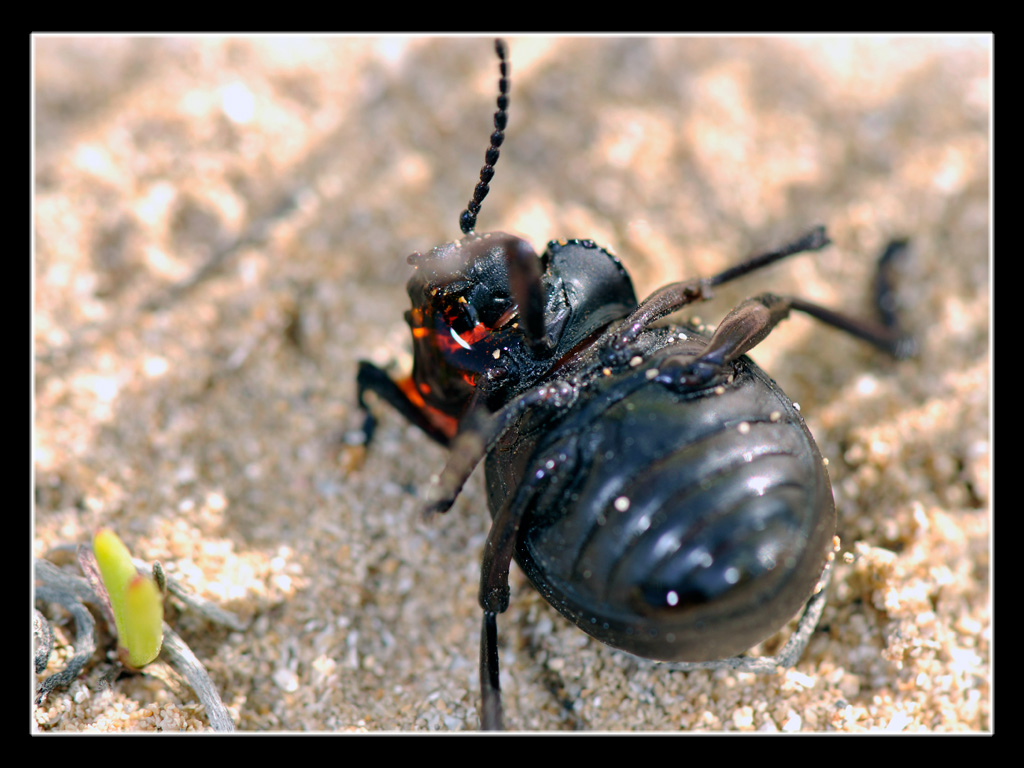 Timarcha pimelioides