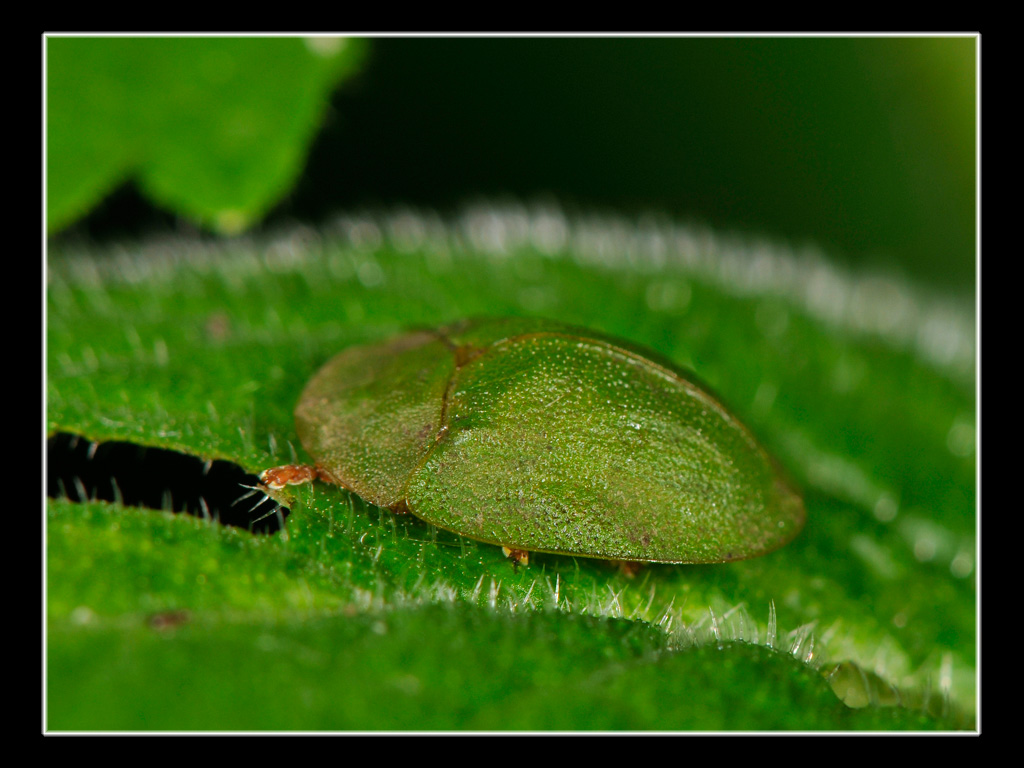 Cassida viridis (Chrysomelidae)