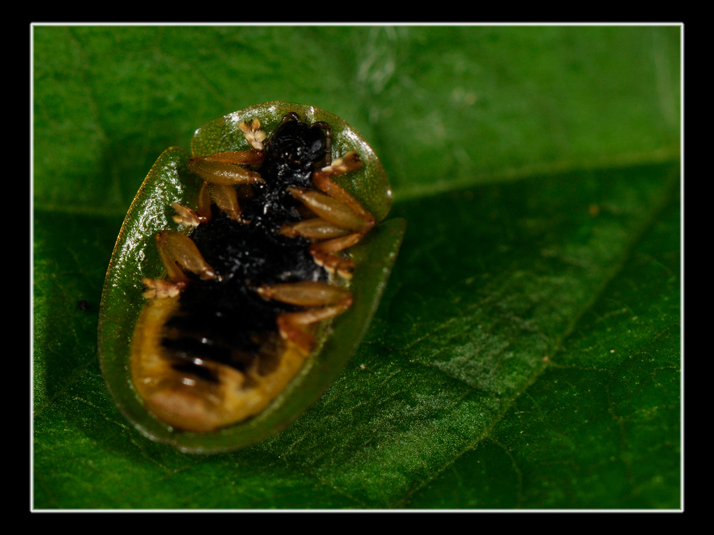 Cassida viridis (Chrysomelidae)