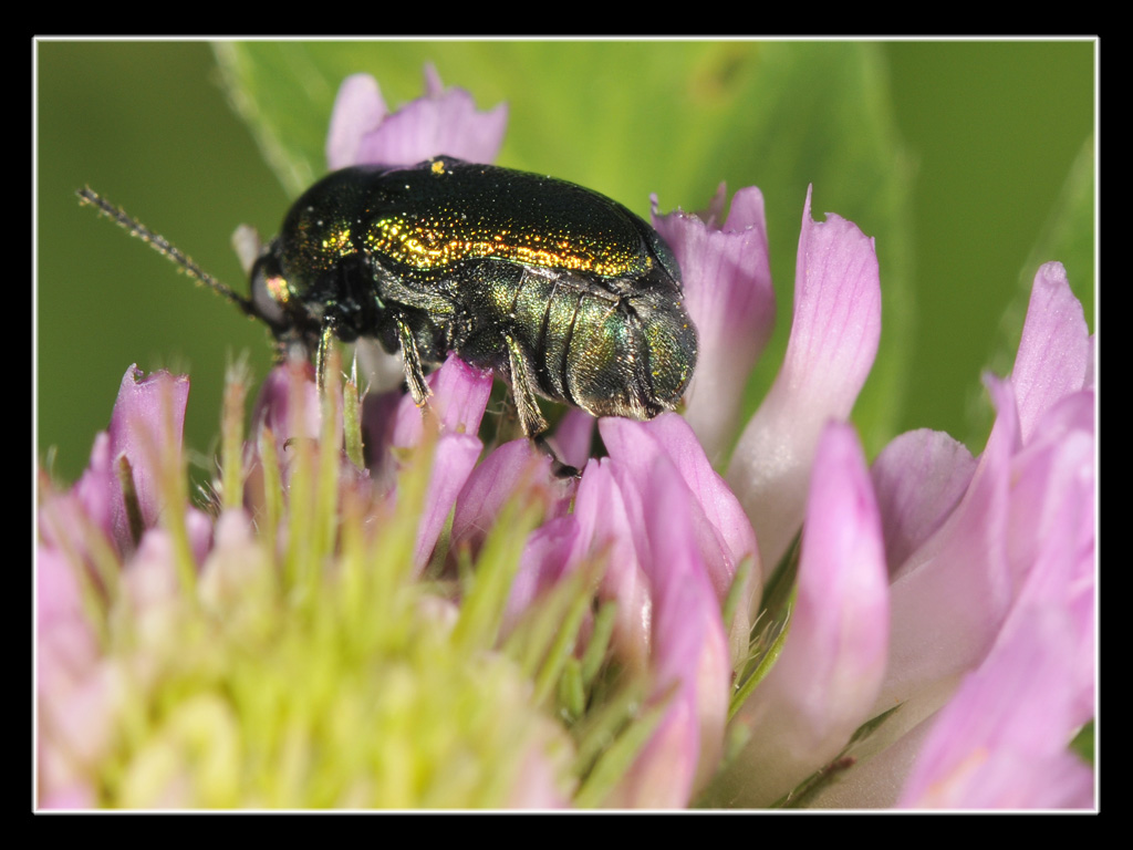 Cryptocephalus ?  S, Cryptocephalus transiens, femmina