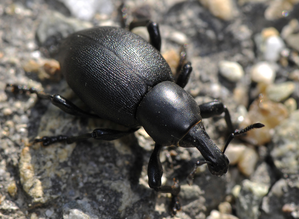 Liparus dirus delle Langhe