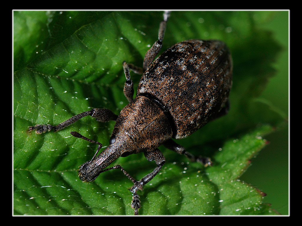 Curculionidae 2: Lepyrus capucinus