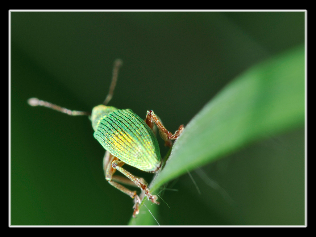 Polydrusus formosus di Alba