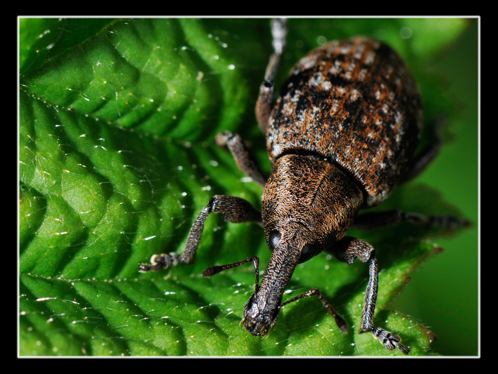 Curculionidae 2: Lepyrus capucinus