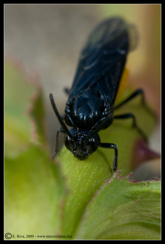 Argidae, forse Arge pagana in deposizione