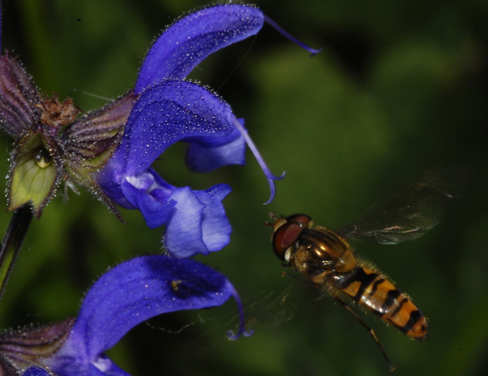 Dittero in volo (Episyrphus balteatus).