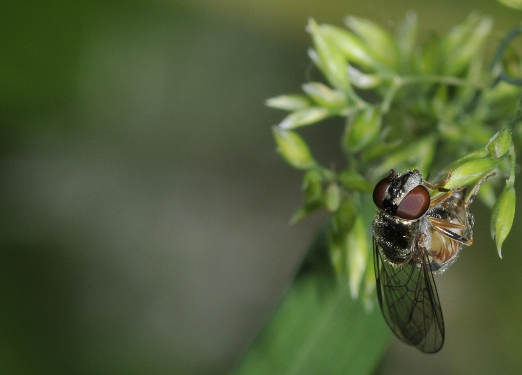 Melanostoma scalare