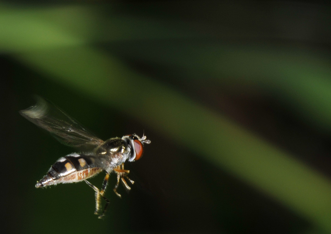 Melanostoma scalare