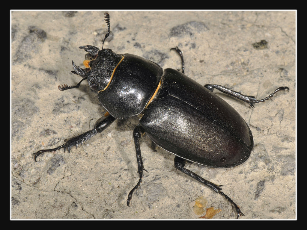 Lucanus cervus del Cuneese