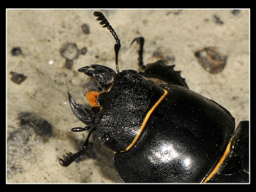 Lucanus cervus del Cuneese