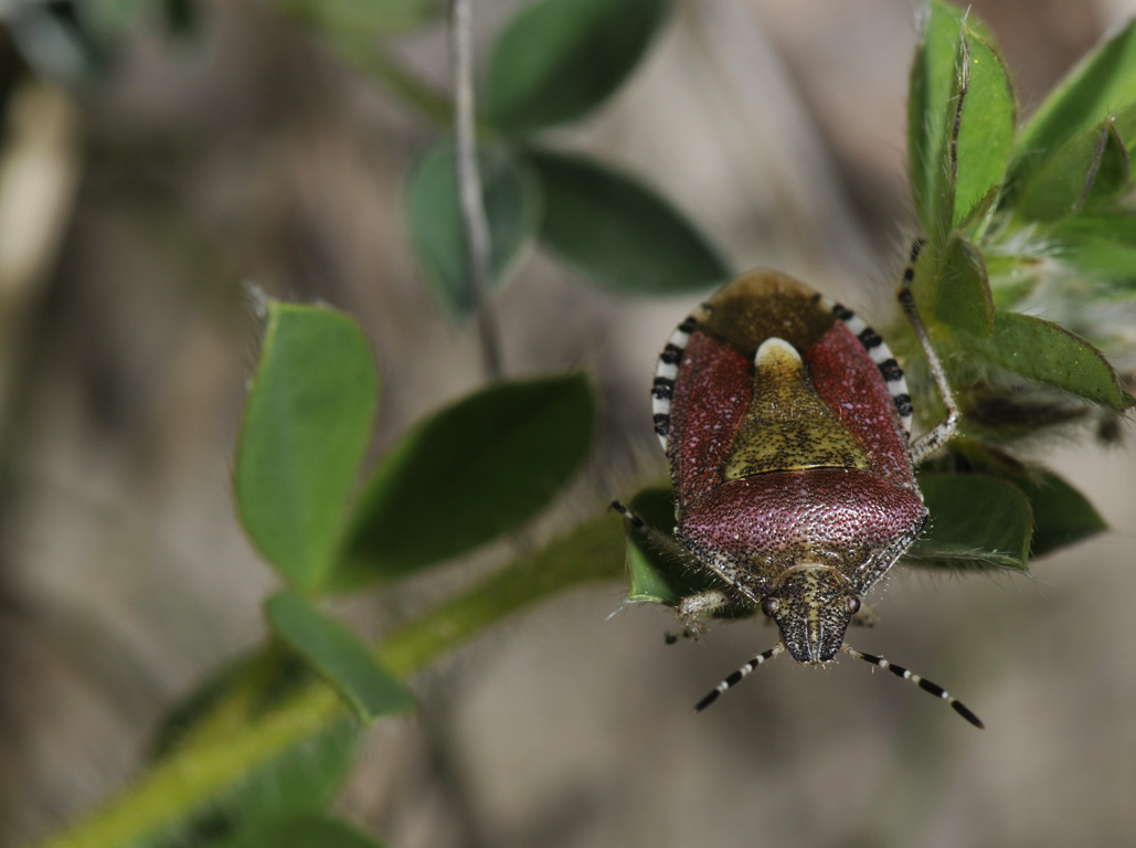 Dolycoris baccarum