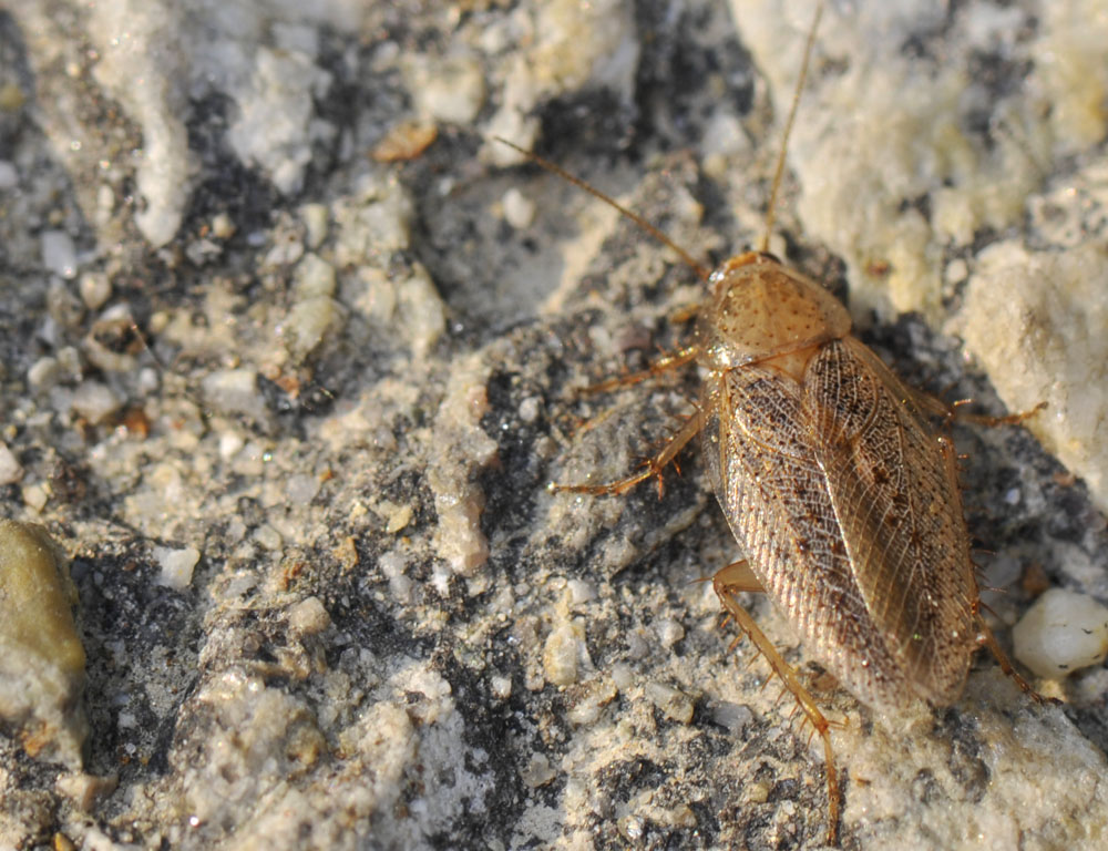 Ectobius sp.