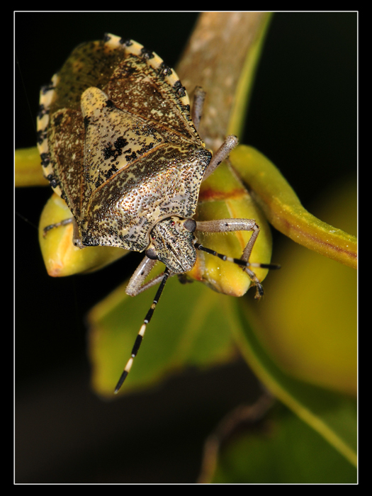 Rhaphigaster nebulosa? S !
