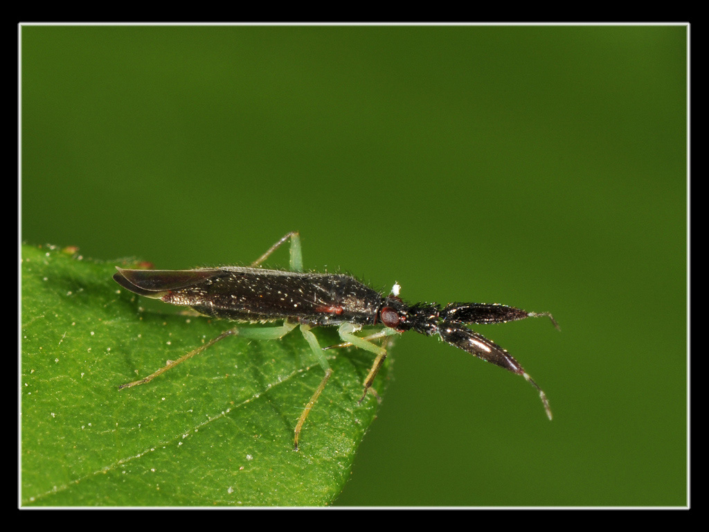 Miridae: Heterotoma sp. del Piemonte (CN)...