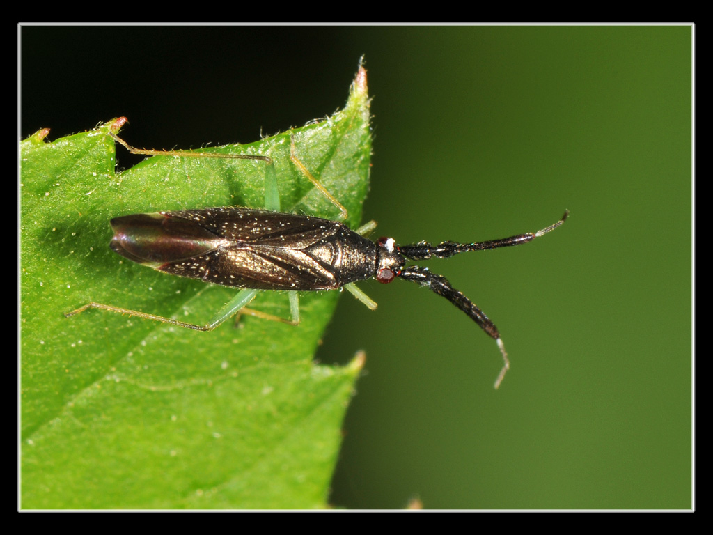 Miridae: Heterotoma sp. del Piemonte (CN)...