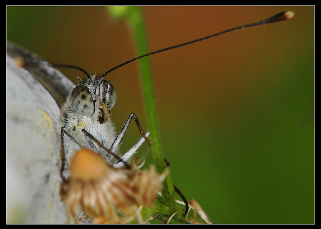 Pieris napi