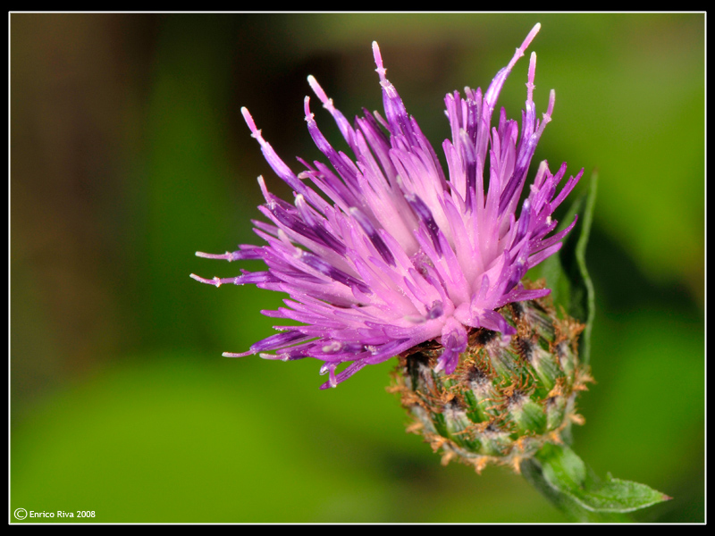 Centaurea nigrescens