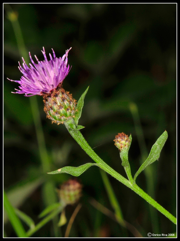 Centaurea nigrescens